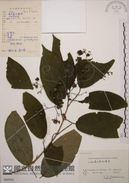 大青藏品圖，第1張