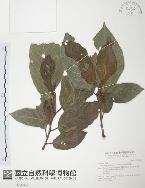 豬母乳、水同木藏品圖，第1張