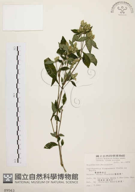 臺灣鱗球花藏品圖，第1張