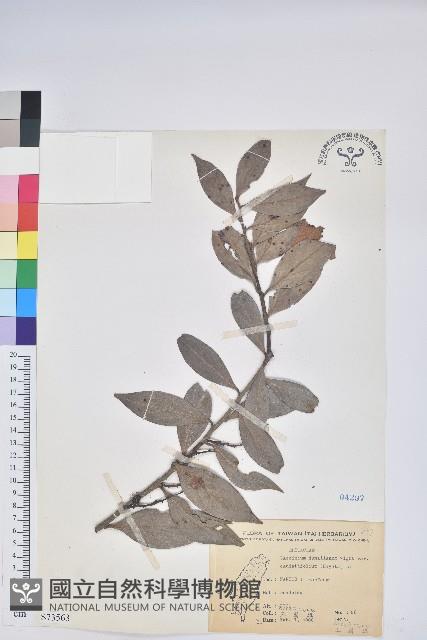 珍珠花、長尾葉越橘藏品圖，第1張