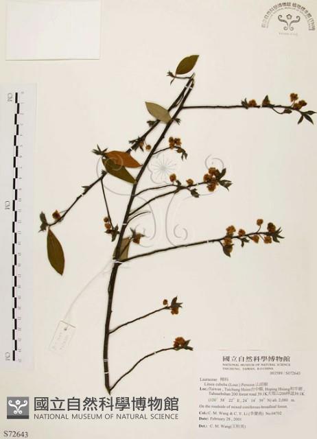 山胡椒藏品圖，第1張