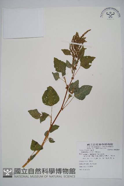 野莧菜藏品圖，第1張