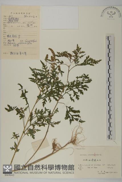 豬草、瘤果菊藏品圖，第1張