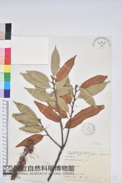 刺栲、鉤栗、火燒柯藏品圖，第1張