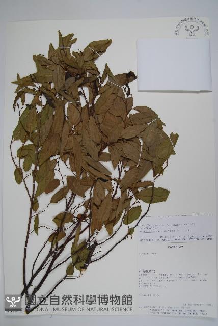 登錄號:S081643藏品圖，第1張