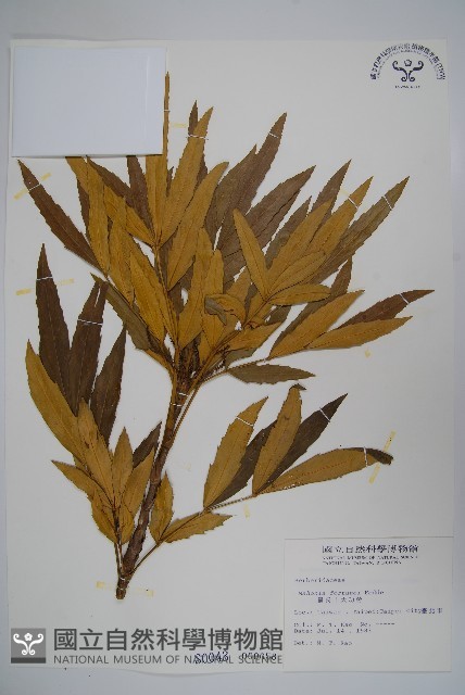 細葉十大功勞藏品圖，第1張