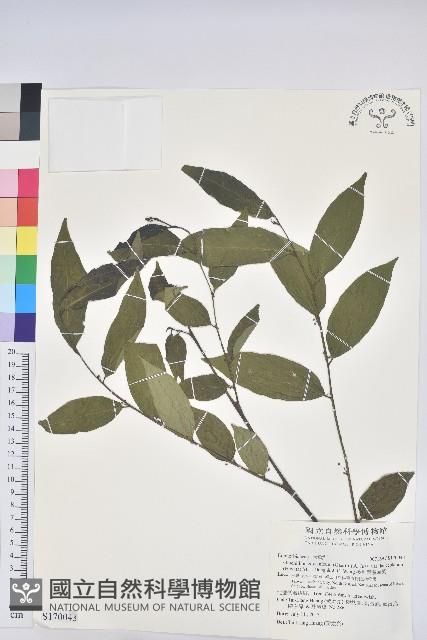 披針葉饅頭果藏品圖，第1張