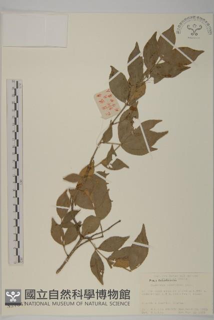 百齒衛矛藏品圖，第1張