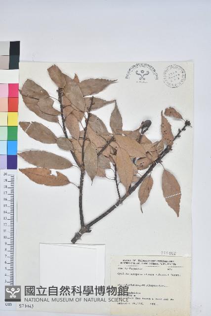 青剛櫟、鐵椆藏品圖，第1張