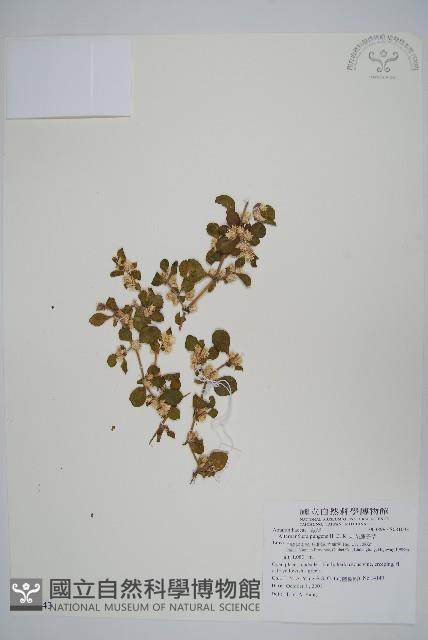 刺花蓮子草藏品圖，第1張