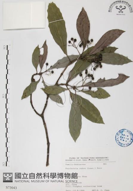 九節木、牛屎烏、青龍吐霧藏品圖，第1張