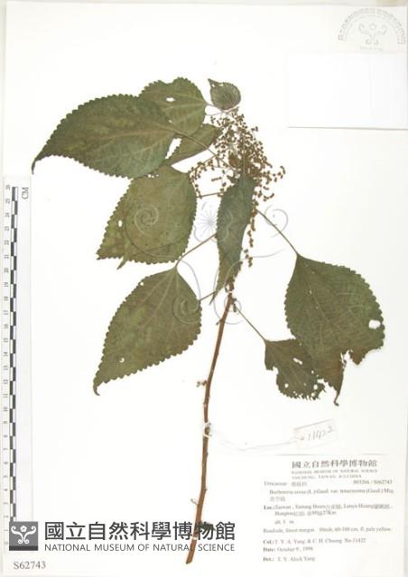 青苧麻藏品圖，第1張