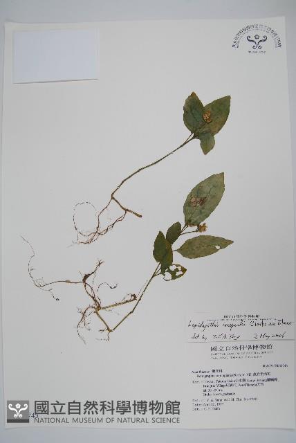 卵葉鱗球花藏品圖，第1張