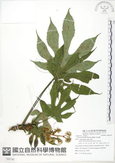 臺灣八角金盤藏品圖，第1張