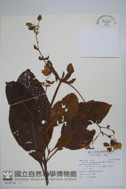 假酸漿、碧果草藏品圖，第1張