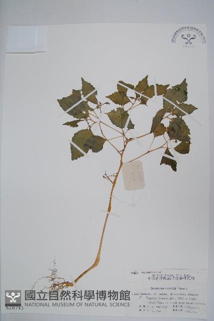 牯嶺鳳仙花藏品圖，第1張