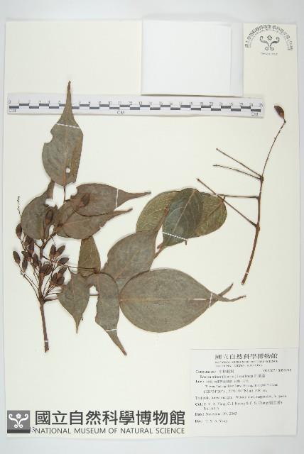 紅葉藤藏品圖，第1張