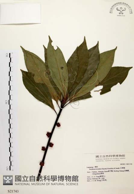 五掌楠藏品圖，第1張