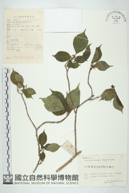 青莢葉藏品圖，第1張