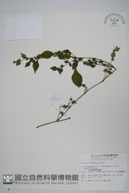 曲莖馬藍藏品圖，第1張