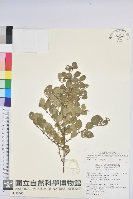 密花白飯樹藏品圖，第1張