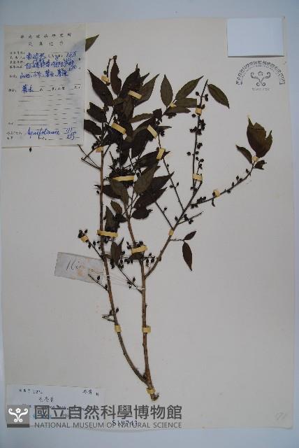 密毛假黃楊藏品圖，第1張