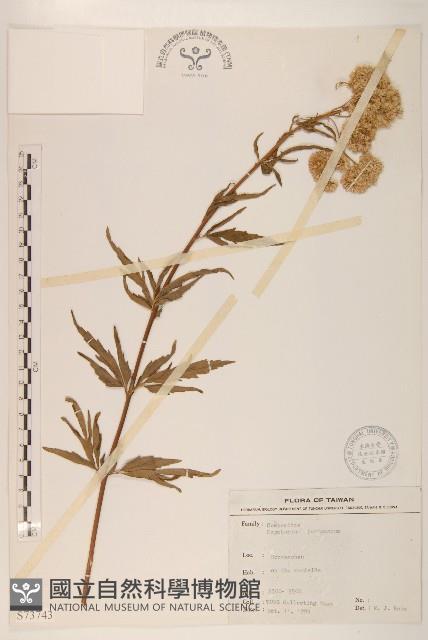 臺灣澤蘭藏品圖，第1張