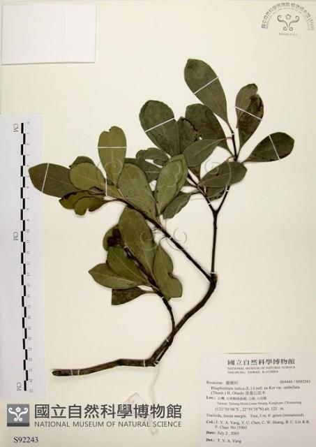 厚葉石斑木藏品圖，第1張