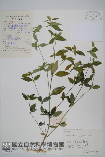 爵床、六角英藏品圖，第1張