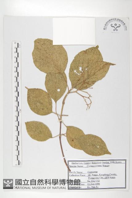 朝鮮山茱萸藏品圖，第1張