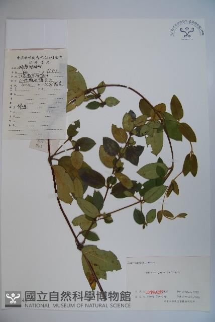 忍冬、金銀花藏品圖，第1張