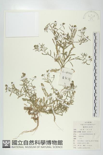 腺獨行菜藏品圖，第1張