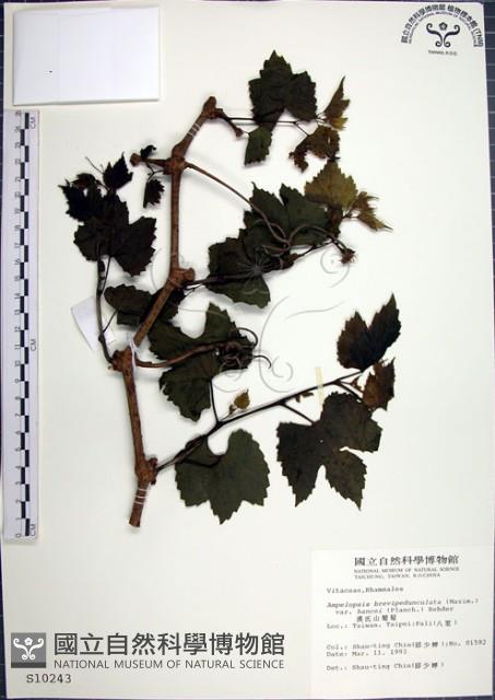 漢氏山葡萄藏品圖，第1張