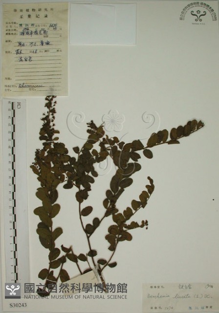 小葉黃鱔藤藏品圖，第1張
