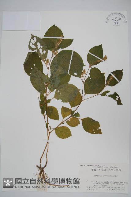 牛膝藏品圖，第1張