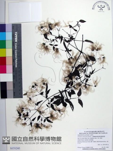 田村氏鐵線蓮藏品圖，第1張