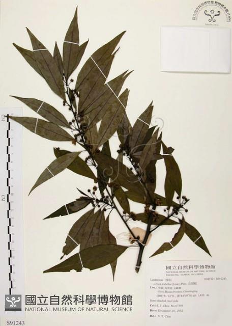 山胡椒藏品圖，第1張