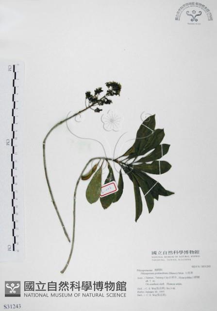 七里香、台灣海桐藏品圖，第1張