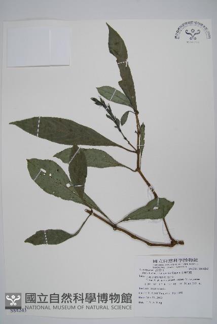 長穗馬藍藏品圖，第1張
