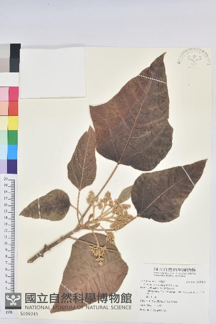 石栗藏品圖，第1張