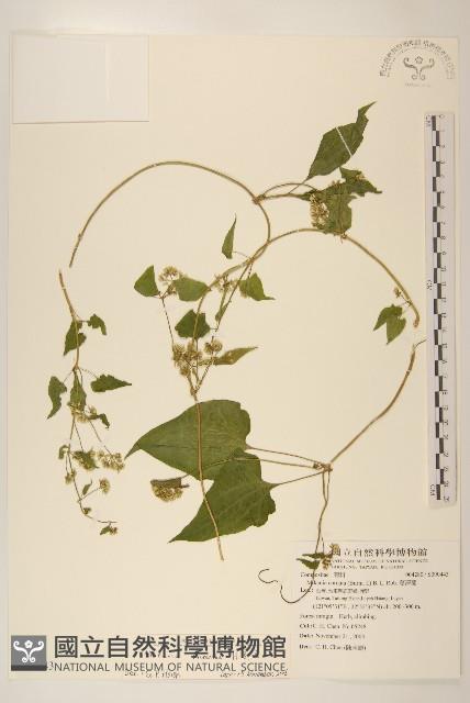 小花蔓澤蘭藏品圖，第1張