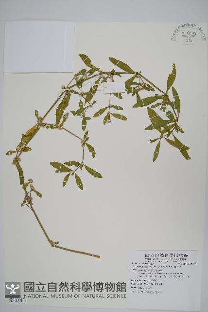 蓮子草藏品圖，第1張