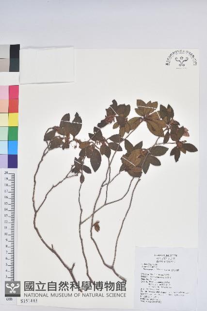 金毛杜鵑藏品圖，第1張