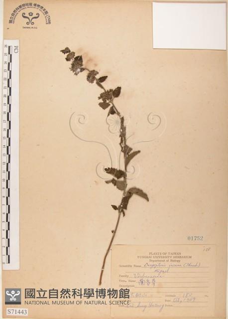 灰葉蕕藏品圖，第1張