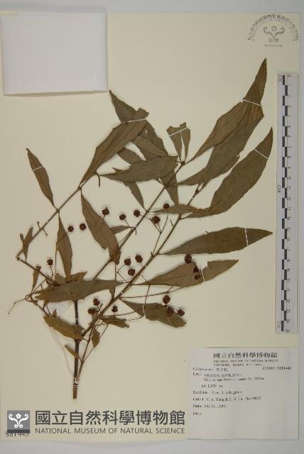 登錄號:S081443藏品圖，第1張