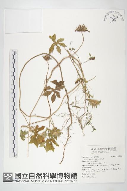 九爪藤藏品圖，第1張