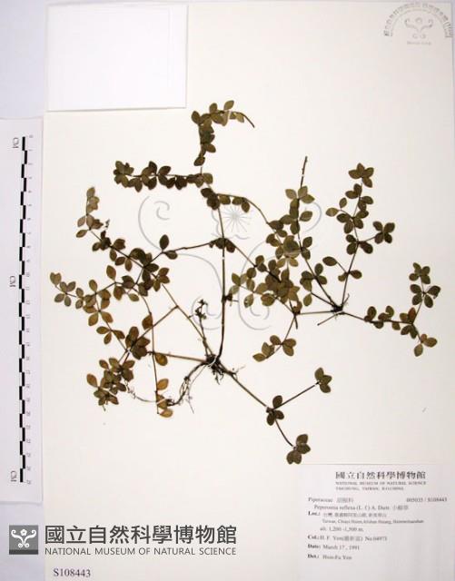 小椒草藏品圖，第1張