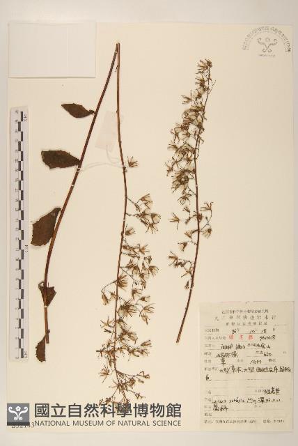 山萵苣藏品圖，第1張