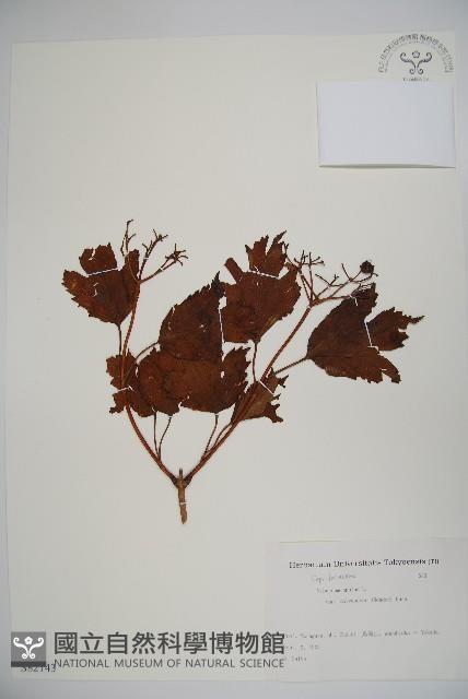 雞樹條莢迷藏品圖，第1張