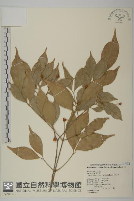 大丁黃藏品圖，第1張